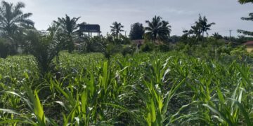 Cegah Gagal Panen, Polsek Kunto Darussalam Kawal Pertumbuhan Jagung Program Ketahanan Pangan Nasional di Desa Pasir Luhur