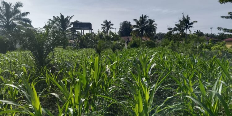Cegah Gagal Panen, Polsek Kunto Darussalam Kawal Pertumbuhan Jagung Program Ketahanan Pangan Nasional di Desa Pasir Luhur