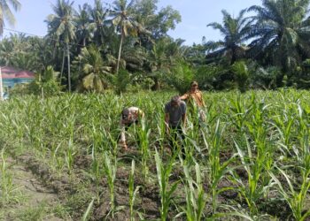 Polsek Kunto Darussalam Perkuat Swasembada Pangan Nasional Melalui Inovasi Pendampingan Pertanian Berkelanjutan di Desa Pasir Luhur