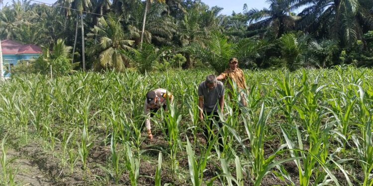 Polsek Kunto Darussalam Perkuat Swasembada Pangan Nasional Melalui Inovasi Pendampingan Pertanian Berkelanjutan di Desa Pasir Luhur