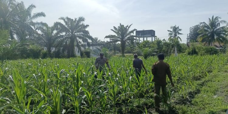 Dukung Swasembada Pangan Nasional, Polsek Kunto Darussalam Perkuat Modernisasi Pertanian Desa Pasir Luhur 