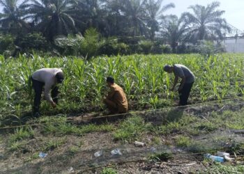 Polsek Kunto Darussalam Dukung Ketahanan Pangan Nasional Melalui Penguatan Pertanian Modern dan Smart Farming