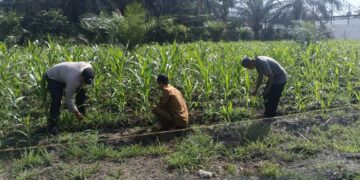Polsek Kunto Darussalam Dukung Ketahanan Pangan Nasional Melalui Penguatan Pertanian Modern dan Smart Farming