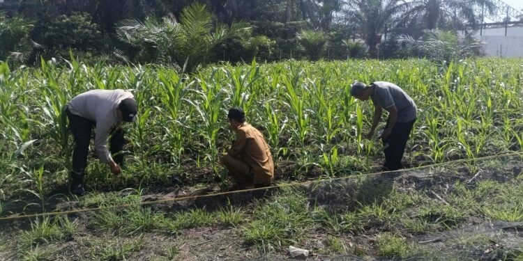 Polsek Kunto Darussalam Dukung Ketahanan Pangan Nasional Melalui Penguatan Pertanian Modern dan Smart Farming