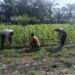Polsek Kunto Darussalam Dukung Ketahanan Pangan Nasional Melalui Penguatan Pertanian Modern dan Smart Farming