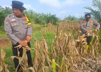 Polsek Rambah Hilir Dorong Hilirisasi Pertanian Jagung Desa Pasir Utama untuk Perkuat Swasembada Pangan Nasional