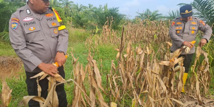 Polsek Rambah Hilir Dorong Hilirisasi Pertanian Jagung Desa Pasir Utama untuk Perkuat Swasembada Pangan Nasional