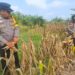 Polsek Rambah Hilir Dorong Hilirisasi Pertanian Jagung Desa Pasir Utama untuk Perkuat Swasembada Pangan Nasional