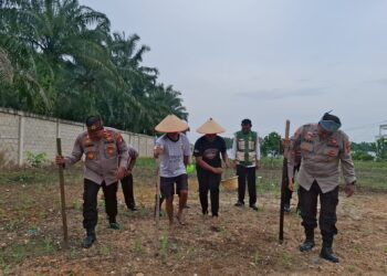 Perkuat Swasembada Pangan Nasional, Polsek Ujung Batu Garap Lahan Jagung Bersama Masyarakat