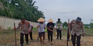Perkuat Swasembada Pangan Nasional, Polsek Ujung Batu Garap Lahan Jagung Bersama Masyarakat