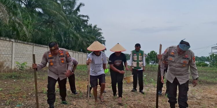 Perkuat Swasembada Pangan Nasional, Polsek Ujung Batu Garap Lahan Jagung Bersama Masyarakat