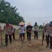 Perkuat Swasembada Pangan Nasional, Polsek Ujung Batu Garap Lahan Jagung Bersama Masyarakat