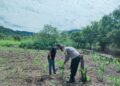 Polsek Rokan IV Koto Dukung Ketahanan Pangan Nasional Melalui Penguatan Pertanian Modern dan Smart Farming