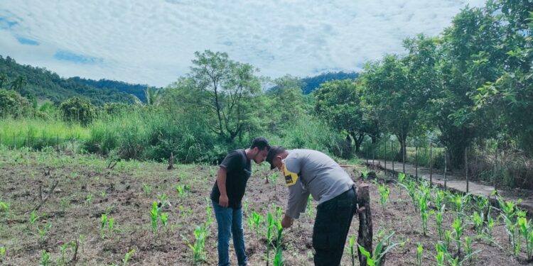 Polsek Rokan IV Koto Dukung Ketahanan Pangan Nasional Melalui Penguatan Pertanian Modern dan Smart Farming