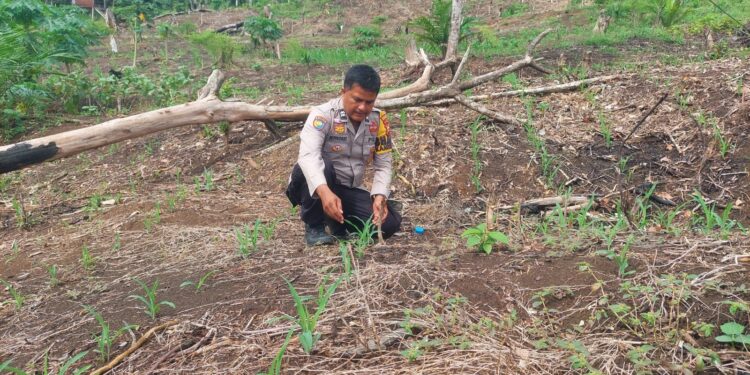 Polsek Rokan IV Koto Perkuat Kelembagaan Petani Desa Cipang Kiri Hilir Menuju Swasembada Pangan Nasional