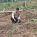 Polsek Rokan IV Koto Perkuat Kelembagaan Petani Desa Cipang Kiri Hilir Menuju Swasembada Pangan Nasional