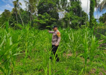 Dorong Ketahanan Pangan Nasional, Polsek Rokan IV Koto Perkuat Inovasi Budidaya Jagung Hibrida di Desa Koto Ruang