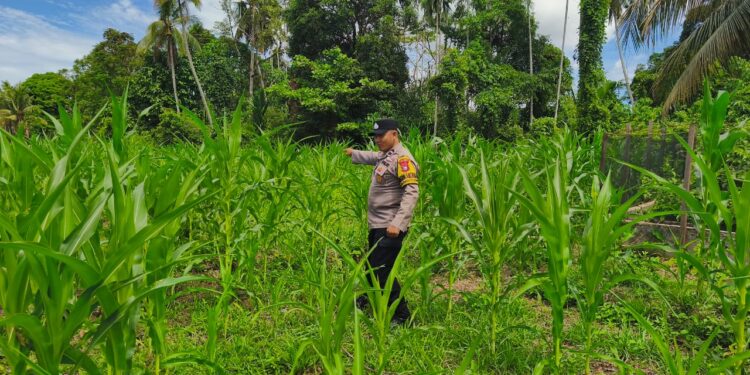 Dorong Ketahanan Pangan Nasional, Polsek Rokan IV Koto Perkuat Inovasi Budidaya Jagung Hibrida di Desa Koto Ruang