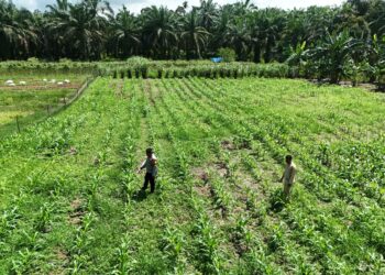 Polsek Rokan IV Koto Kawal Budidaya Jagung Berkelanjutan di Desa Lubuk Bendahara Timur, Perkuat Swasembada Pangan Nasional