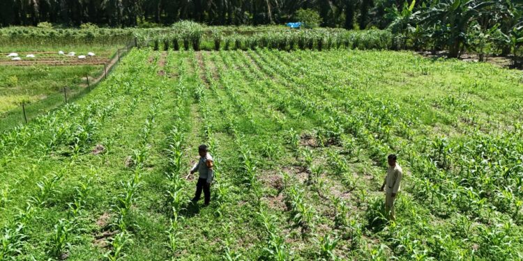 Polsek Rokan IV Koto Kawal Budidaya Jagung Berkelanjutan di Desa Lubuk Bendahara Timur, Perkuat Swasembada Pangan Nasional