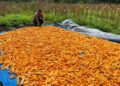 Dukung Swasembada Pangan, Bhabinkamtibmas Bonai Darussalam Pantau Pengeringan Jagung Hasil Panen Raya di Rawa Makmur