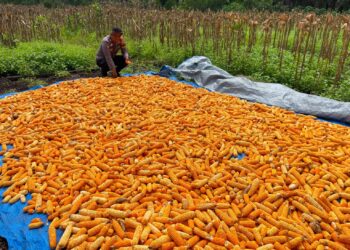 Dukung Swasembada Pangan, Bhabinkamtibmas Bonai Darussalam Pantau Pengeringan Jagung Hasil Panen Raya di Rawa Makmur