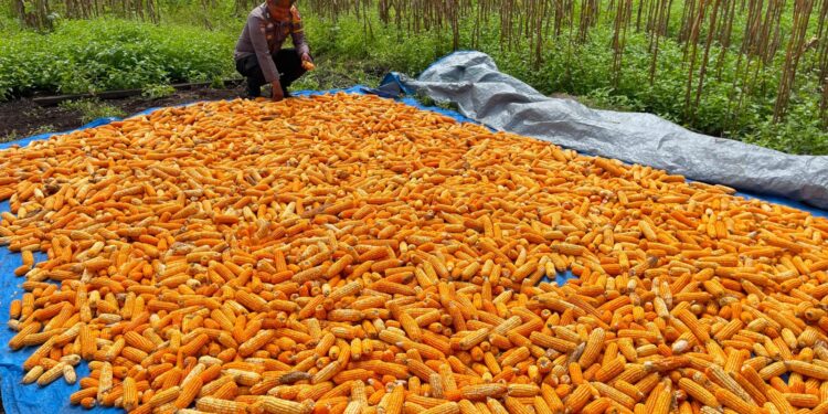 Dukung Swasembada Pangan, Bhabinkamtibmas Bonai Darussalam Pantau Pengeringan Jagung Hasil Panen Raya di Rawa Makmur