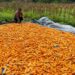 Dukung Swasembada Pangan, Bhabinkamtibmas Bonai Darussalam Pantau Pengeringan Jagung Hasil Panen Raya di Rawa Makmur