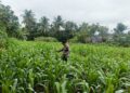 Cegah Gagal Panen, Polsek Rambah Hilir Intensifkan Monitoring Tanaman Jagung untuk Perkuat Ketahanan Pangan Nasional di Desa Sejati