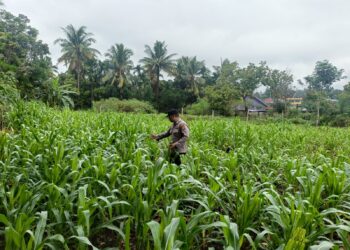 Cegah Gagal Panen, Polsek Rambah Hilir Intensifkan Monitoring Tanaman Jagung untuk Perkuat Ketahanan Pangan Nasional di Desa Sejati