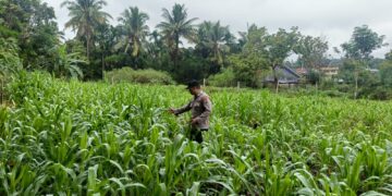 Cegah Gagal Panen, Polsek Rambah Hilir Intensifkan Monitoring Tanaman Jagung untuk Perkuat Ketahanan Pangan Nasional di Desa Sejati