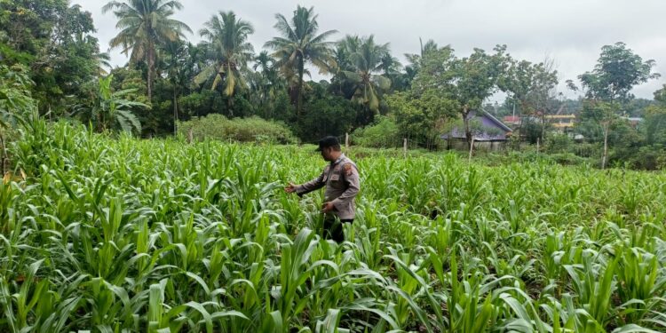 Cegah Gagal Panen, Polsek Rambah Hilir Intensifkan Monitoring Tanaman Jagung untuk Perkuat Ketahanan Pangan Nasional di Desa Sejati