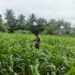 Cegah Gagal Panen, Polsek Rambah Hilir Intensifkan Monitoring Tanaman Jagung untuk Perkuat Ketahanan Pangan Nasional di Desa Sejati
