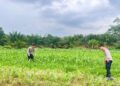 Dukung Program Presiden RI, Polres Rohul Cek Perkembangan Jagung di Lahan Ketahanan Pangan Seluas 6 Hektare