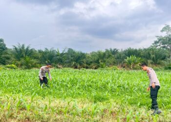 Dukung Program Presiden RI, Polres Rohul Cek Perkembangan Jagung di Lahan Ketahanan Pangan Seluas 6 Hektare