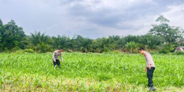 Dukung Program Presiden RI, Polres Rohul Cek Perkembangan Jagung di Lahan Ketahanan Pangan Seluas 6 Hektare