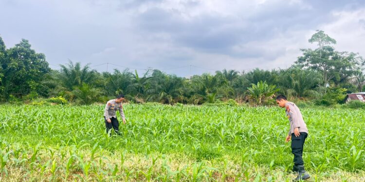 Dukung Program Presiden RI, Polres Rohul Cek Perkembangan Jagung di Lahan Ketahanan Pangan Seluas 6 Hektare
