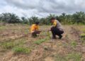 Dukung Ketahanan Pangan Nasional, Polsek Rokan IV Koto Intensifkan Pemantauan Tanaman Jagung di Desa Lubuk Bendahara Cegah Gagal Panen