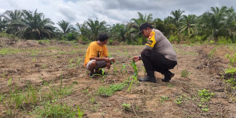 Dukung Ketahanan Pangan Nasional, Polsek Rokan IV Koto Intensifkan Pemantauan Tanaman Jagung di Desa Lubuk Bendahara Cegah Gagal Panen