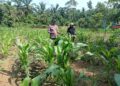Polsek Rokan IV Koto Kawal Pengembangan Jagung di Desa Suligi untuk Mendukung Swasembada Pangan Nasional