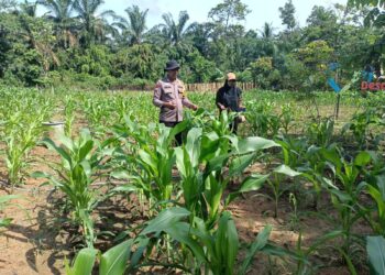 Polsek Rokan IV Koto Kawal Pengembangan Jagung di Desa Suligi untuk Mendukung Swasembada Pangan Nasional