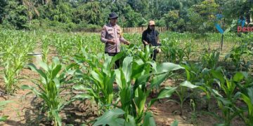Polsek Rokan IV Koto Kawal Pengembangan Jagung di Desa Suligi untuk Mendukung Swasembada Pangan Nasional