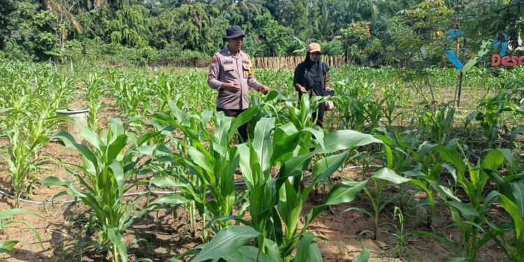 Polsek Rokan IV Koto Kawal Pengembangan Jagung di Desa Suligi untuk Mendukung Swasembada Pangan Nasional