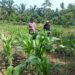 Polsek Rokan IV Koto Kawal Pengembangan Jagung di Desa Suligi untuk Mendukung Swasembada Pangan Nasional
