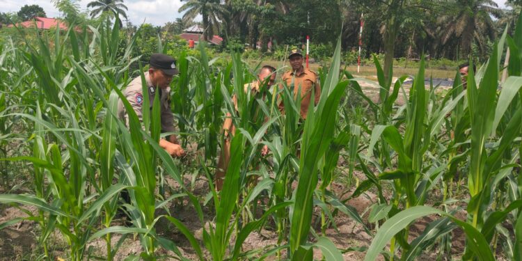 Benih Unggul, Panen Berkualitas: Polsek Kunto Darussalam Perkuat Swasembada Pangan Nasional di Desa Pasir Luhur
