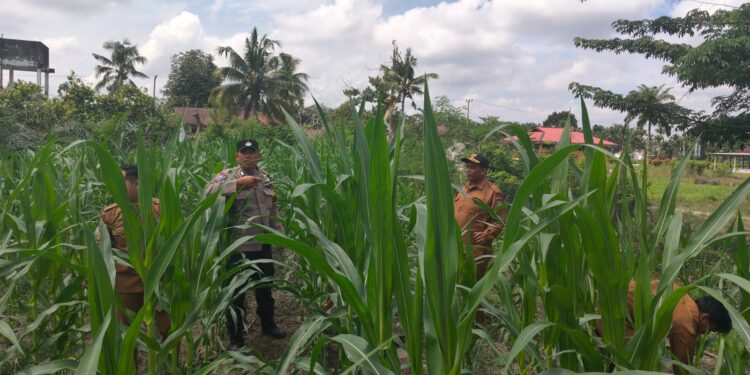 Polsek Kunto Darussalam Kawal Swasembada Pangan Nasional Melalui Mekanisasi Pertanian dan Teknologi Tepat Guna Di Desa Pasir Luhur