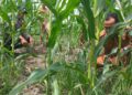 Polsek Kunto Darussalam Kawal Jagung Hibrida dari Ancaman Penyakit hingga Panen Optimal di Desa Pasir Luhur, Wujud Nyata Ketahanan Pangan Nasional
