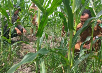 Polsek Kunto Darussalam Kawal Jagung Hibrida dari Ancaman Penyakit hingga Panen Optimal di Desa Pasir Luhur, Wujud Nyata Ketahanan Pangan Nasional
