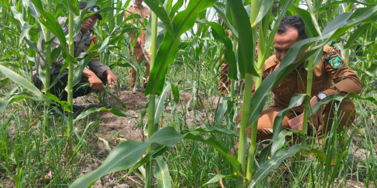 Polsek Kunto Darussalam Kawal Jagung Hibrida dari Ancaman Penyakit hingga Panen Optimal di Desa Pasir Luhur, Wujud Nyata Ketahanan Pangan Nasional
