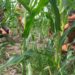 Polsek Kunto Darussalam Kawal Jagung Hibrida dari Ancaman Penyakit hingga Panen Optimal di Desa Pasir Luhur, Wujud Nyata Ketahanan Pangan Nasional
